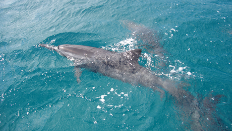 Atrações em Fernando de Noronha - Baía dos Golfinhos