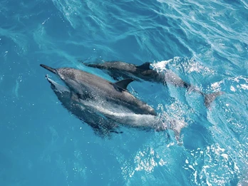 Passeios em Fernando de Noronha - Passeio de Barco
