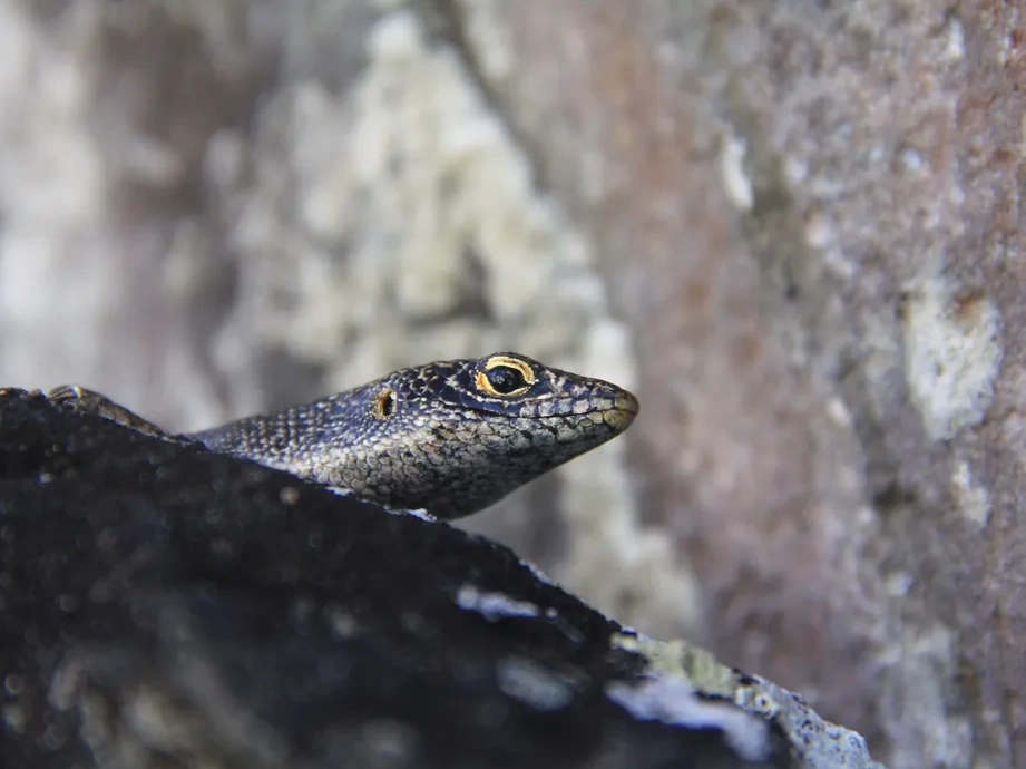 Passeios em Fernando de Noronha - Trilha do Piquinho